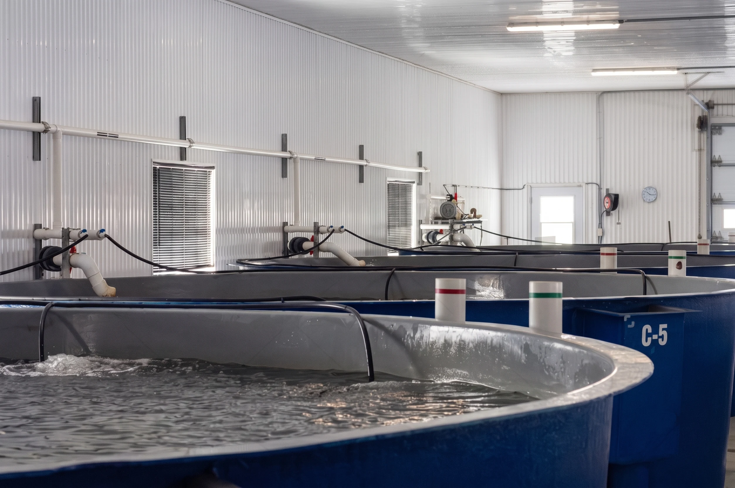 Estanques circulares de cultivo con agua en movimiento dentro de una nave, con tuberías y equipos de recirculación.